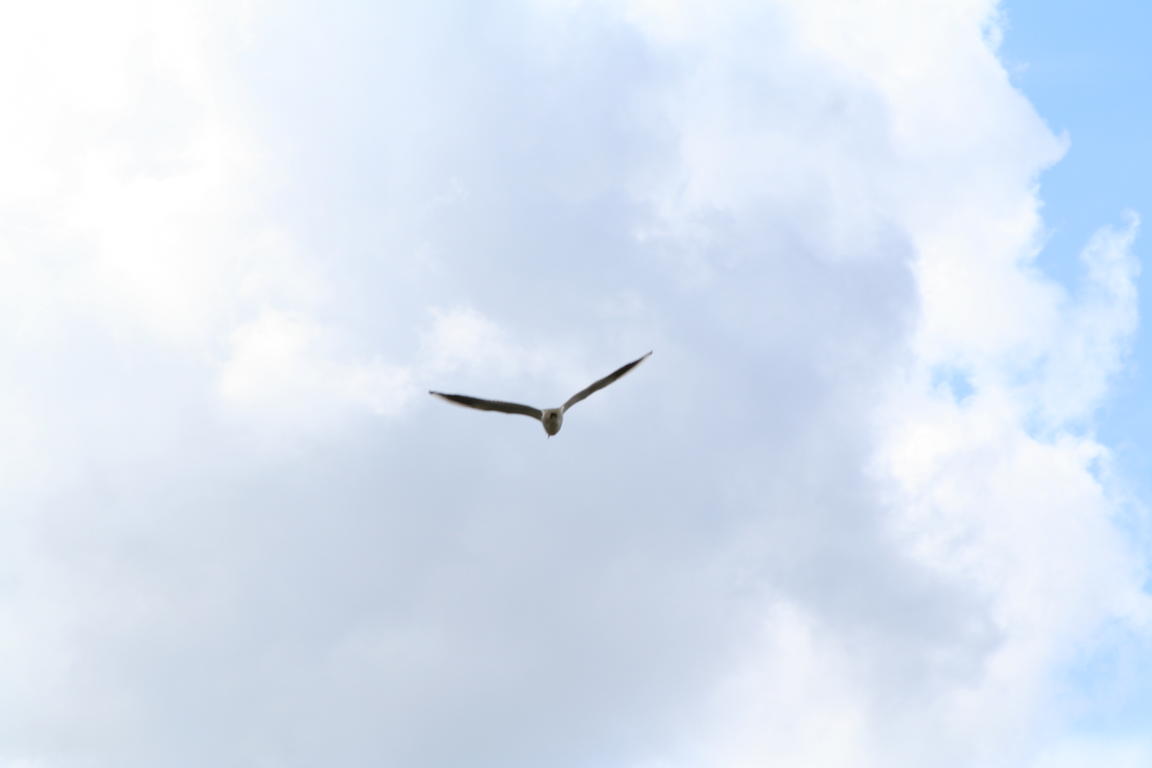 Klik på billedet for at lukke vinduet