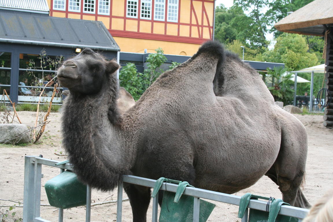 Klik på billedet for at lukke vinduet