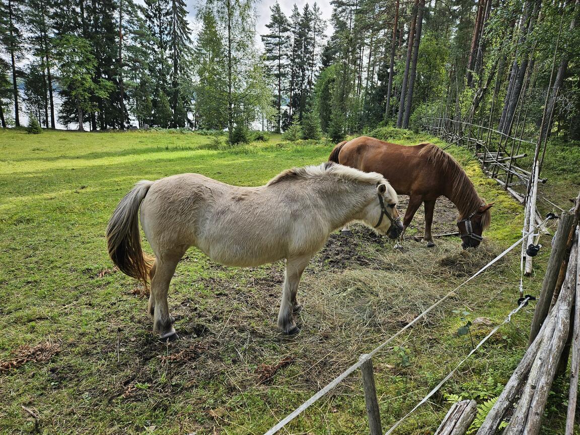 Klik på billedet for at lukke vinduet