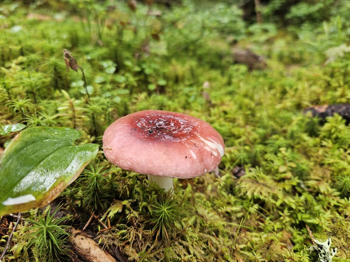 Klik på billedet for at lukke vinduet