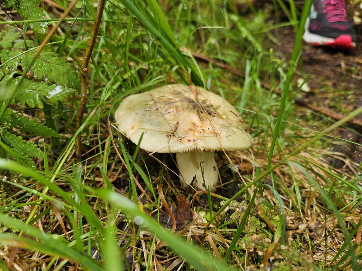 Klik på billedet for at lukke vinduet